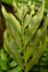 Asplenium lepidotum. Abaxial surface of lamina, showing sori and indusia elongated along the veins away from the margins.
 Image: L.R. Perrie © Te Papa CC BY-NC 3.0 NZ